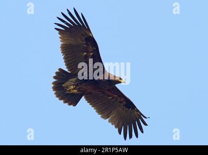 Grand aigle tacheté (Aquila clanga) immature, premier plumage hivernal, en vol, dans le nord de l'Inde Banque D'Images