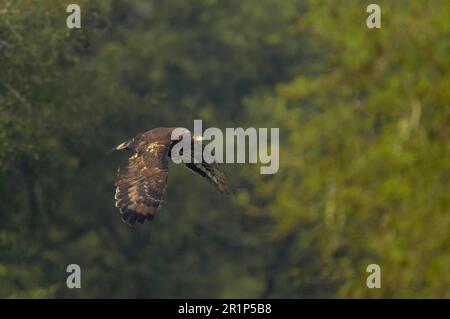 Aigle serpent à crête (Spilornis cheela) adulte, en vol, Keoladeo Ghana N. P. (Bharatpur), Rajasthan, Inde Banque D'Images