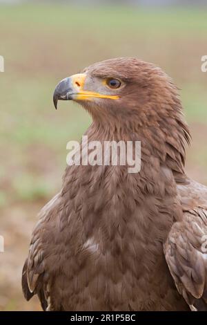 Aigle steppé (Aquila nipalensis) adulte, gros plan de la tête et de la poitrine (en captivité) Banque D'Images