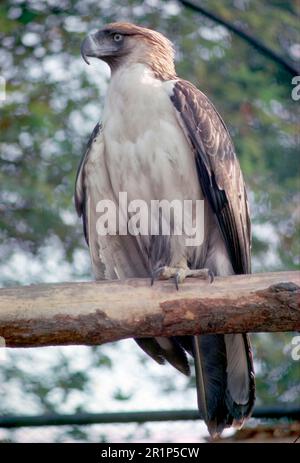 Aigle philippin mangeant des singes (Pithecophaga jefferyi), adulte, assis sur une branche Banque D'Images