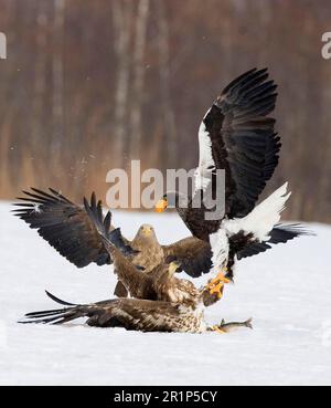 Aigle de mer de Steller adulte, en train de s'accroupir avec l'aigle à queue blanche (Haliaeetus albicilla) (Haliaeetus pelagicus) adulte et immature sur des poissons dans la neige Banque D'Images