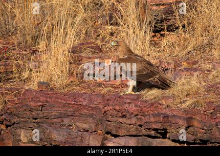 Aigle Tawny eurasien (Aquila rapax vindhiana) immature, debout sur des roches, Ranthambhor, Rajasthan, Inde Banque D'Images