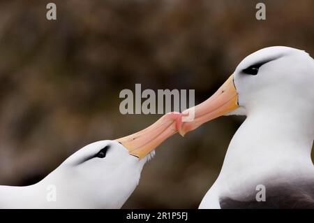 Paire adulte d'albatros à sourcils noirs (Thalassarche melanophrys), gros plan des têtes, en exposition de navires de cour, New Island, îles Falkland Banque D'Images