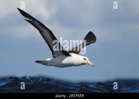 Albatros à sourcils noirs adultes (Thalassarche melanophrys), en vol au-dessus de la mer, au large de Cape Town, Western Cape, Afrique du Sud Banque D'Images