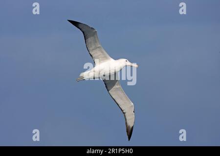 Albatros royal du sud (Diomedea epomophora) adulte, en vol, Atlantique Sud, Géorgie du Sud Banque D'Images