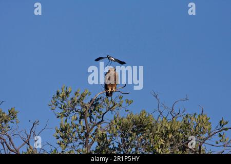 Tawny Eagle est attrapé par Blacksmith Plover Banque D'Images