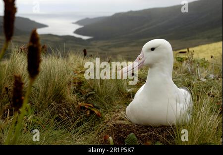 Albatros royal du sud (Diomedea epomophora), albatros royal, albatros, nez de tube, animaux, Oiseaux, Royal Albatros adulte au nid, Campbell Banque D'Images