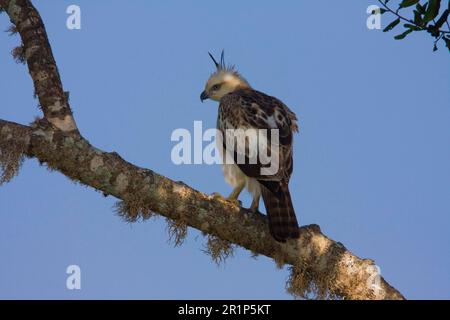 Convertible Bonelli's Eagle, femme Banque D'Images