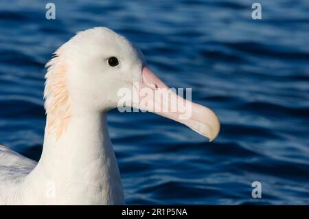 Albatros antipodal de Gibson (Diomedea antipodensis gibsoni) adulte, gros plan de la tête, Kaikoura, Île du Sud, Nouvelle-Zélande Banque D'Images