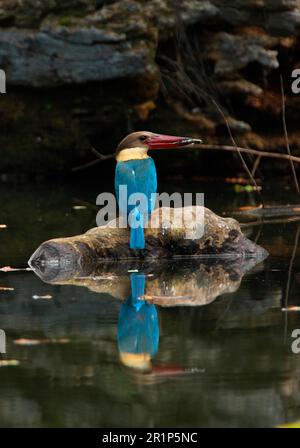 Le kingfisher à bec de cigogne adulte (Pelargopsis capensis), avec des poissons dans son bec, assis sur une branche partiellement submergée, Sri Lanka Banque D'Images