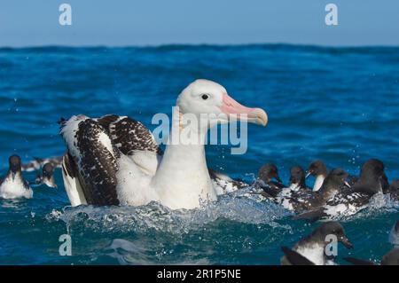 Albatros antipodal de Gibson (Diomedea antipodensis gibsoni), adulte, nage en mer, avec des pétrels du cap, Kaikoura, Île du Sud, Nouvelle-Zélande Banque D'Images