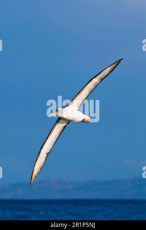 Albatros de Buller Sud (Thalassarche bulleri bulleri) adulte, en vol au-dessus de la mer, Kaikoura, Île du Sud, Nouvelle-Zélande Banque D'Images