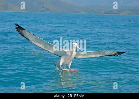 Albatros antipodéen de Gibson (Diomedea antipodensis gibsoni) adulte, atterrissage en mer, Nouvelle-Zélande Banque D'Images