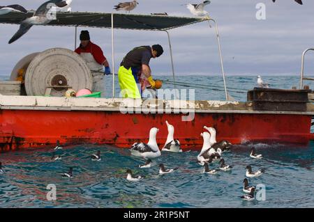 Albatros antipodal de Gibson (Diomedea antipodensis gibsoni) avec des pétrels du Cap se nourrissant de craies de bateaux de pêche, Kaikoura, Nouvelle-Zélande Banque D'Images