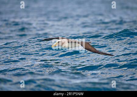 Albatros de Buller Sud (Thalassarche bulleri bulleri) adulte, en vol au-dessus de la mer, Kaikoura, Île du Sud, Nouvelle-Zélande Banque D'Images