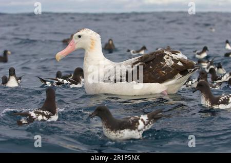 Albatros antipodal de Gibson (Diomedea antipodensis gibsoni), adulte, nage en mer, avec des pétrels du cap, Kaikoura, Île du Sud, Nouvelle-Zélande Banque D'Images