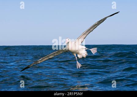 Albatros antipodal de Gibson (Diomedea antipodensis gibsoni), adulte, en vol au-dessus de la mer, Kaikoura, Île du Sud, Nouvelle-Zélande Banque D'Images