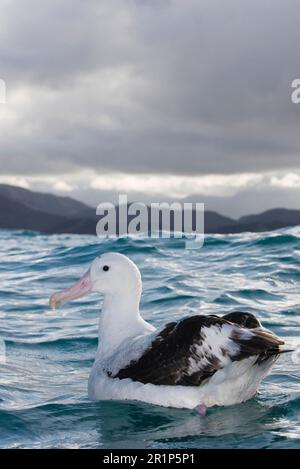 Albatros antipodal de Gibson (Diomedea antipodensis gibsoni), adulte, nage en mer, Kaikoura, Île du Sud, Nouvelle-Zélande Banque D'Images