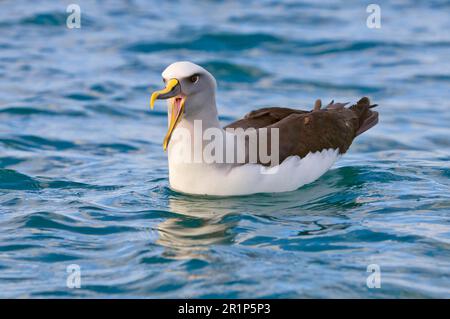 Albatros de Buller du Sud (Thalassarche bulleri bulleri) adulte, appelant, natation en mer, Kaikoura, Île du Sud, Nouvelle-Zélande Banque D'Images