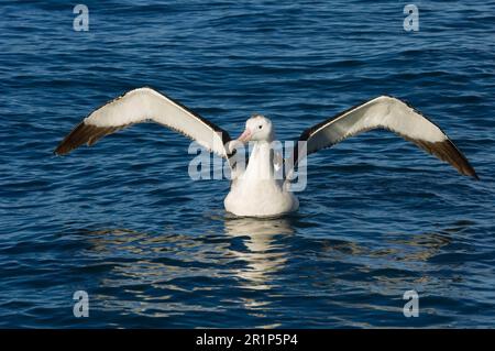 Albatros antipodal de Gibson (Diomedea antipodensis gibsoni), adulte, ailes étirant en mer, Kaikoura, Île du Sud, Nouvelle-Zélande Banque D'Images