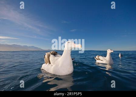 Albatros antipodal de Gibson (Diomedea antipodensis gibsoni) adulte, nageant dans la mer, Kaikoura, Île du Sud, Nouvelle-Zélande Banque D'Images