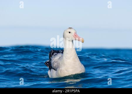 Albatros antipodal de Gibson (Diomedea antipodensis gibsoni), adulte, nage en mer, Kaikoura, Île du Sud, Nouvelle-Zélande Banque D'Images