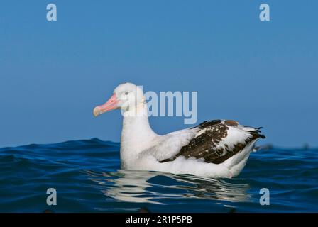 Albatros antipodal de Gibson (Diomedea antipodensis gibsoni), adulte, nage en mer, Kaikoura, Île du Sud, Nouvelle-Zélande Banque D'Images