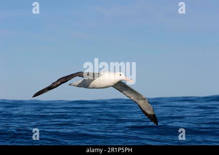 Albatros antipodal de Gibson (Diomedea antipodensis gibsoni), adulte, en vol au-dessus de la mer, Kaikoura, Île du Sud, Nouvelle-Zélande Banque D'Images