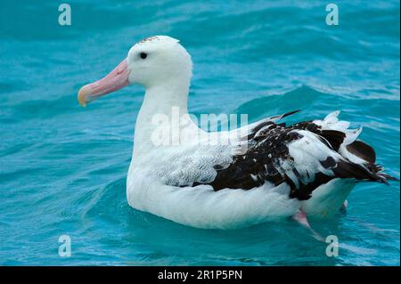 Albatros errants (Diomedea exulans) adulte, baignade dans la mer, Océan Pacifique Sud, Kaikoura, Île du Sud, Nouvelle-Zélande Banque D'Images