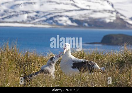 Albatros errants (Diomedea exulans), adulte, avec mendicité juvénile pour la nourriture, île Prion, Géorgie du Sud Banque D'Images