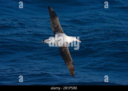 Albatros errants (Diomedea exulans) adulte, en vol au-dessus de la mer, Atlantique Sud, Antarctique Banque D'Images