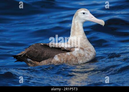 Albatros errants (Diomedea exulans), juvéniles, nageant dans la mer, au large du Cap, Cap occidental, Afrique du Sud Banque D'Images