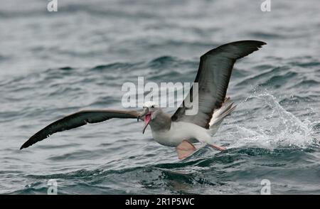 Salvin's Albatros (Thalassarche salvini) immature, décollage de la mer, au large de Quintero, Chili Banque D'Images