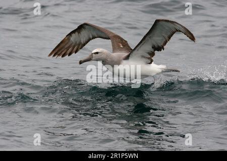 Salvin's Albatros (Thalassarche salvini) immature, décollage de la mer, au large de Quintero, Chili Banque D'Images