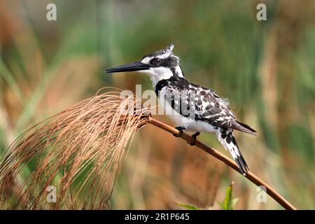 Alcedo rudis, Kingfisher gris, Kingfisher, Kingfishers, animaux, Oiseaux, femelle adulte de Pied Kingfisher (Ceryle rudis), perchée sur la tige de la perce du papyrus Banque D'Images