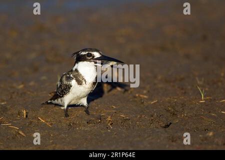 Alcedo rudis, Kingfisher gris, Kingfisher, Kingfishers, animaux, Oiseaux, Pied Kingfisher (Ceryle rudis) adulte, avec une proie de poisson dans le bec, debout Banque D'Images