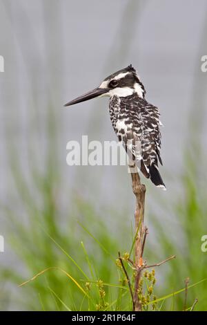 Alcedo rudis, Kingfisher gris, Kingfisher, Kingfishers, animaux, Oiseaux, Pied Kingfisher (Ceryle rudis) adulte, perchés sur le bâton, delta d'Okavango Banque D'Images