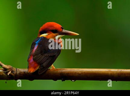 Jungle Kingfisher, Pygmy Kingfisher oriental, Kingfishers, Kingfishers, animaux, Oiseaux, Kingfisher à dos noir (Ceyx erithaca erithaca) adulte Banque D'Images