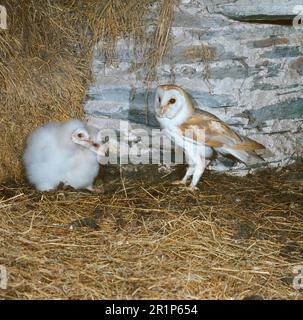 Hibou de la grange commune (Tyto alba) adulte, debout à côté de deux jeunes, nichant dans une grange, Devon, Angleterre, Grande-Bretagne Banque D'Images