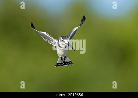 Alcedo rudis, Kingfisher gris, Kingfisher, Kingfishers, animaux, Oiseaux, Pied Kingfisher (Ceryle rudis) adulte, en vol stationnaire, delta d'Okavango Banque D'Images