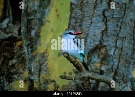 Sénégal Kingfisher, pêcheurs forestiers (Halcyon senegalensis), Kingfisher, pêcheurs, animaux, oiseaux, Woodland Kingfisher adulte Banque D'Images