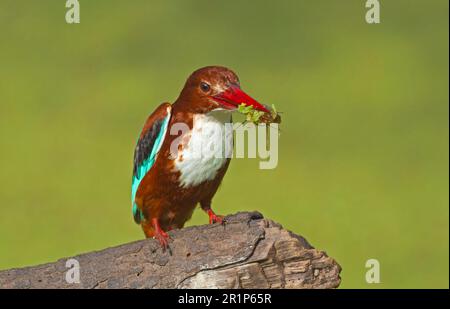 Kingfisher à gorge blanche (Halcyon smyrnensis) adulte, avec des poissons et des algues dans le bec, Keoladeo Ghana N. P. (Bharatpur), Rajasthan, Inde Banque D'Images