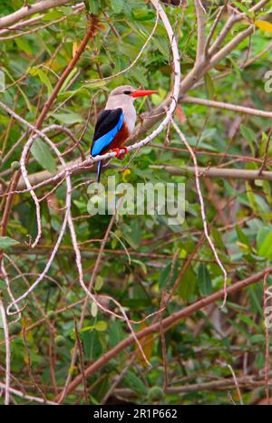 Pêcheurs à tête grise (Halcyon leucocephala), pêcheurs à tête grise, pêcheurs à tête grise, animaux, oiseaux, Kingfisher à tête grise adulte, perchée dans le Bush, awash N. P. Banque D'Images