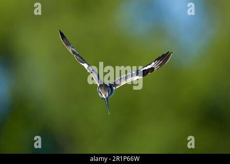 Alcedo rudis, Kingfisher gris, Kingfisher, Kingfishers, animaux, Oiseaux, Pied Kingfisher (Ceryle rudis) adulte, en vol stationnaire, sur le point de plonger Banque D'Images