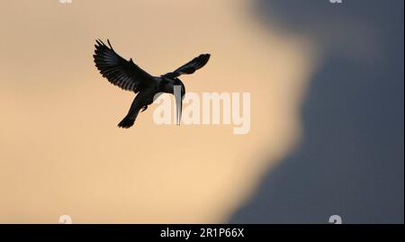 Alcedo rudis, Kingfisher gris, Kingfisher, Kingfishers, animaux, Oiseaux, Pied Kingfisher (Ceryle rudis) adulte, en vol, planant au crépuscule, Kwando Banque D'Images