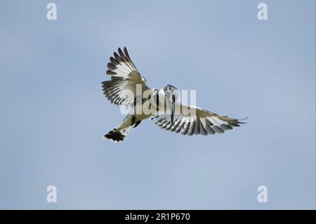 Alcedo rudis, Kingfisher gris, Kingfisher, Kingfishers, animaux, Oiseaux, Pied Kingfisher (Ceryle rudis) adulte, en vol stationnaire, delta d'Okavango Banque D'Images