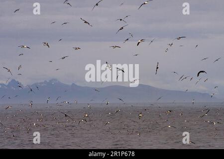 Cape Petrel, Cape Petrel, cape pétrels (Daption capense), à nez en tube, animaux, oiseaux, Cape Petrel et Albatros à sourcils noirs (Diomedea melanophris) Banque D'Images