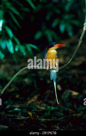 Petit-pêcheur paradisiaque (Tanysiptera sylvia), petit-pêcheur paradisiaque, Kingfisher, animaux, oiseaux, Kingfisher à queue blanche perché sur la branche Banque D'Images