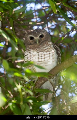 Chouette malgache, chouettes à sourcils blancs, chouette Bush, chouettes, animaux, Oiseaux, chouettes, Chevêche-hibou brun blanc (Ninox superciliaris) adulte, perchée dans un arbre, Berenty Banque D'Images