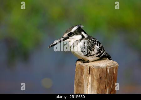 Alcedo rudis, Kingfisher gris, Kingfisher, Kingfishers, animaux, Oiseaux, Pied Kingfisher (Ceryle rudis) adulte en poste surplombant l'eau, Okavango Banque D'Images